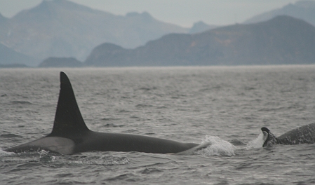 A norvég Lofoten szigeteknél a táj mellett kardszárnyú delfinek (orca) látványában is gyönyörködhetünk.